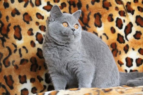 British Shorthair