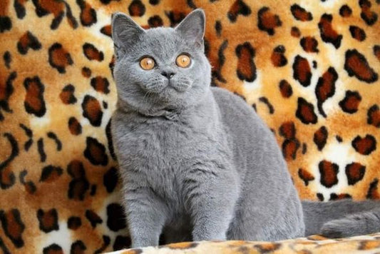 British Shorthair