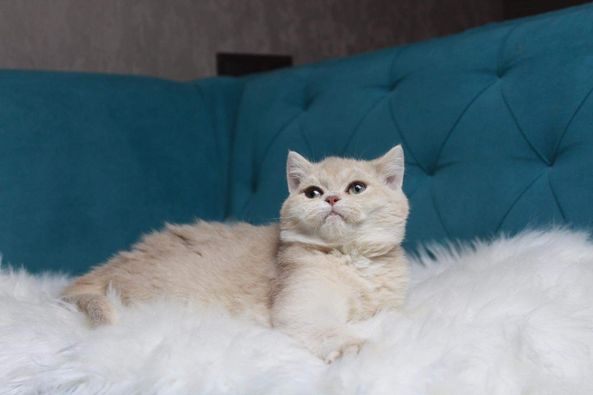 British Shorthair