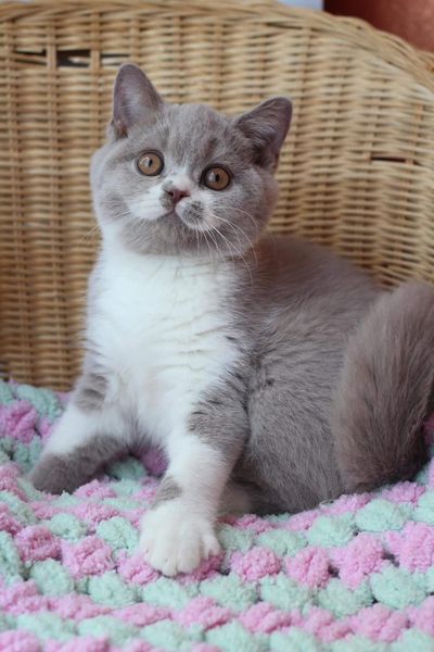 British Shorthair