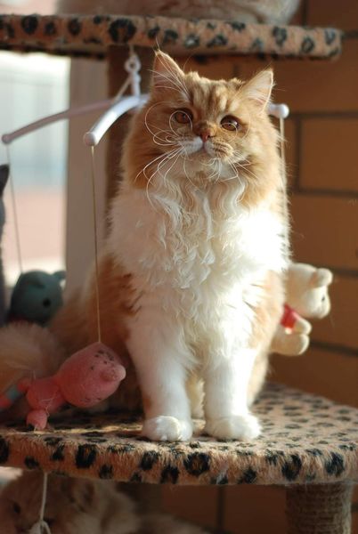 British Longhair