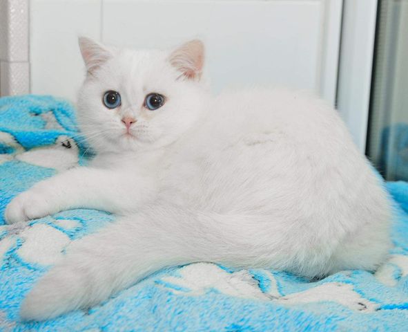 British Shorthair