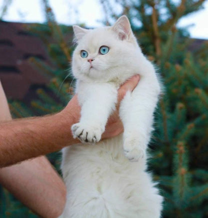 British Shorthair