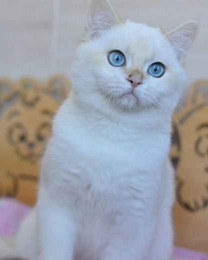 British Shorthair