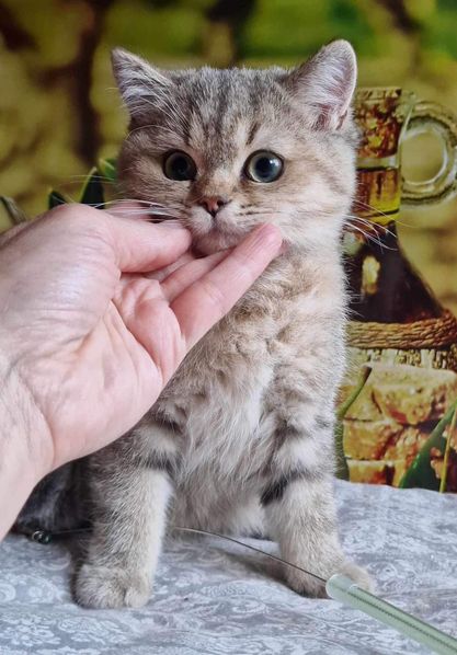 British Shorthair