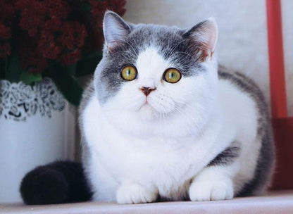 British Shorthair