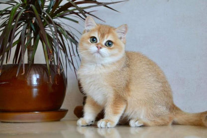 British Shorthair