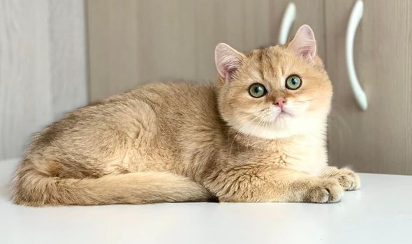 British Shorthair