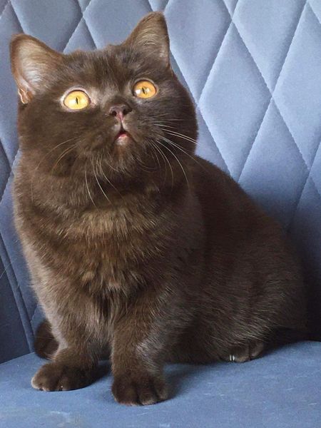 British Shorthair