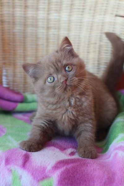 British Shorthair