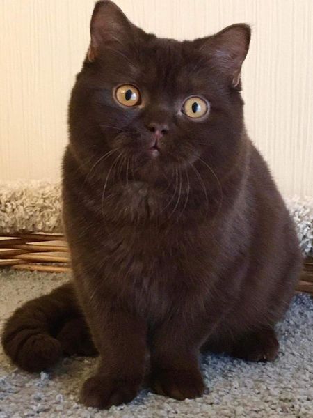 British Shorthair