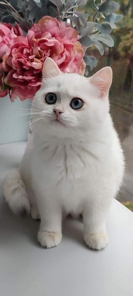 British Shorthair