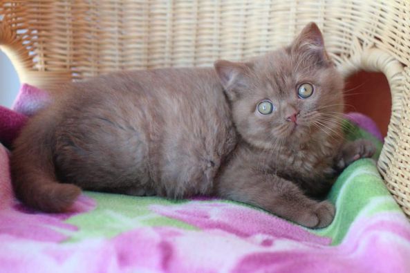 British Shorthair