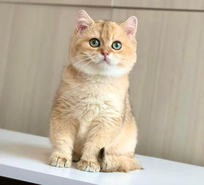 British Shorthair