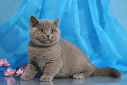 British Shorthair