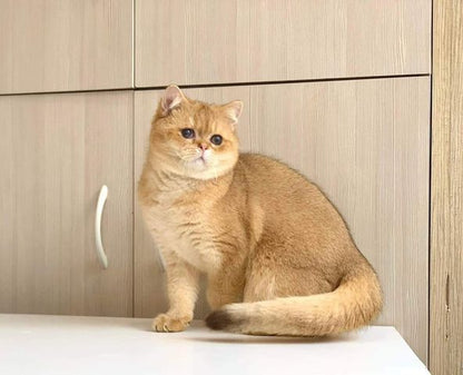 British Shorthair