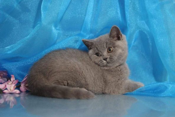 British Shorthair