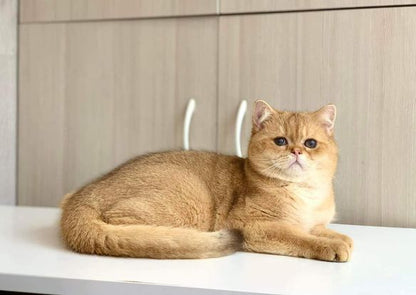 British Shorthair