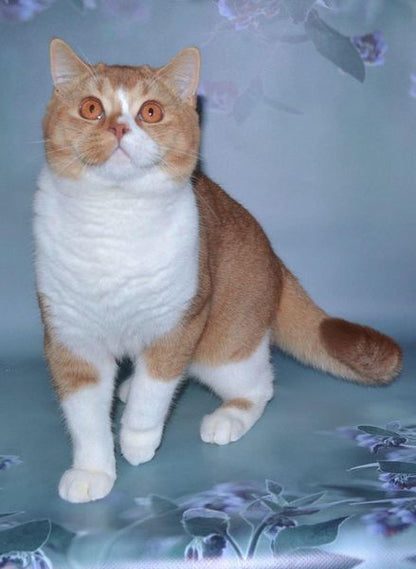 British Shorthair