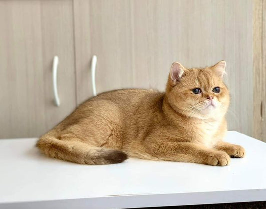 British Shorthair