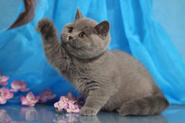 British Shorthair