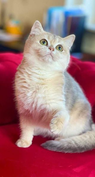 British Shorthair