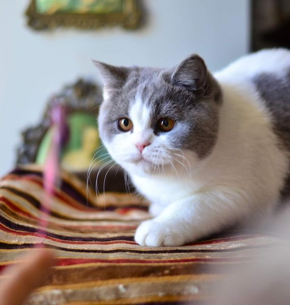 British Shorthair