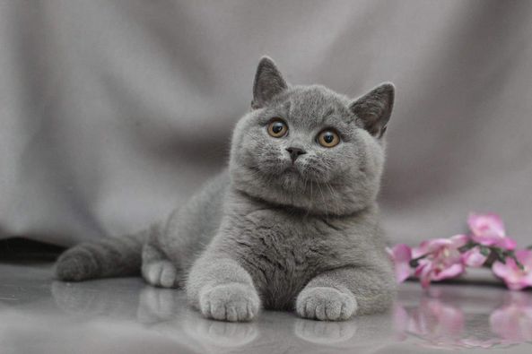 British Shorthair