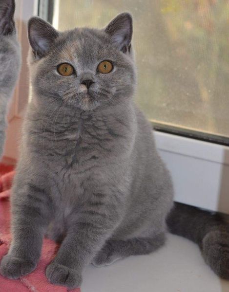 British Shorthair