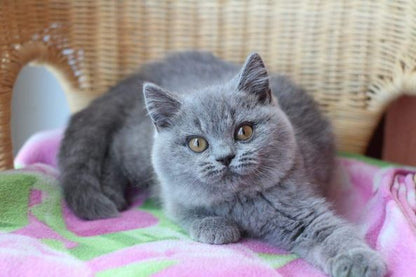 British Shorthair