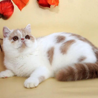 Exotic Shorthair