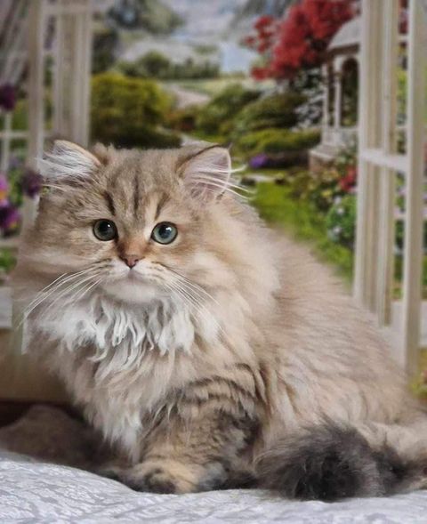 British Longhair