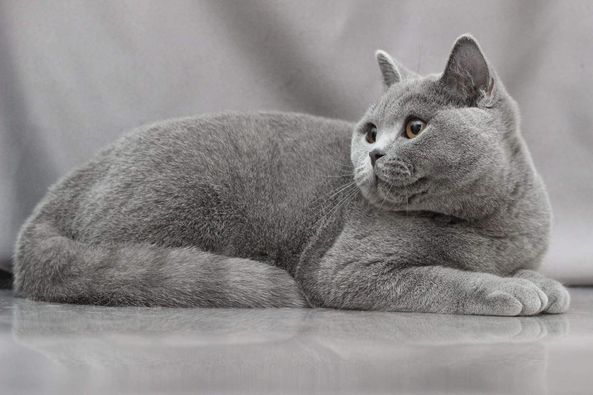 British Shorthair