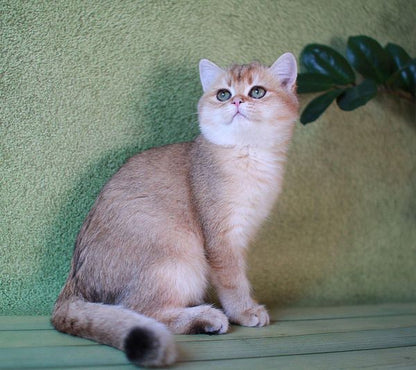 British Shorthair