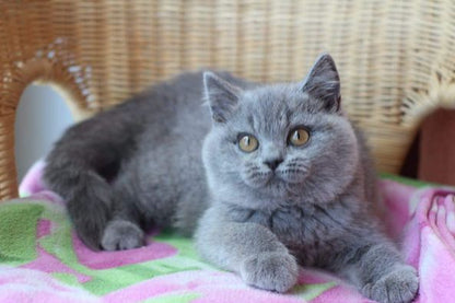 British Shorthair