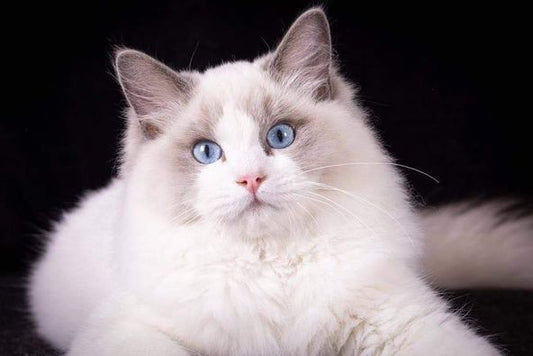 Ragdoll