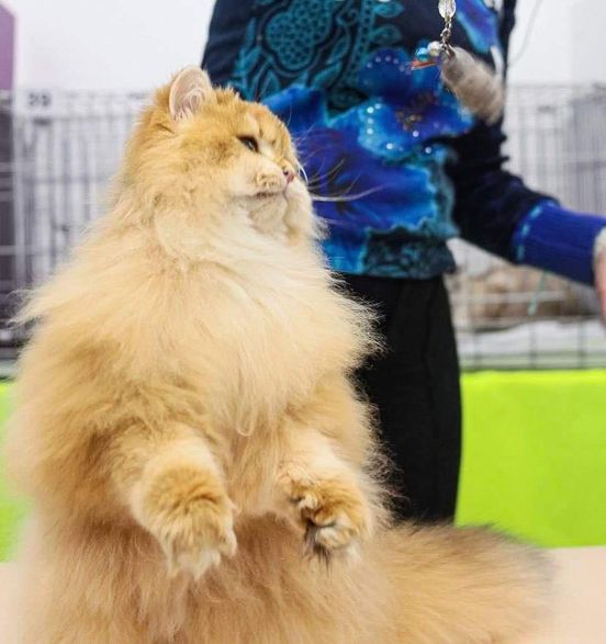 British Longhair