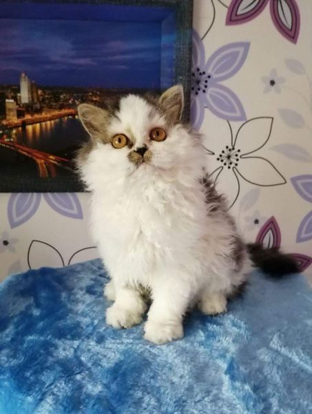 Selkirk Rex Longhair