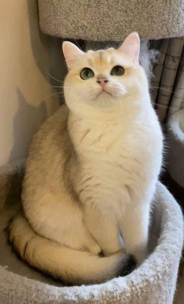 British Shorthair