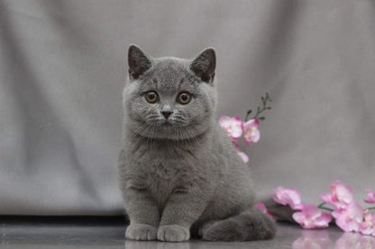 British Shorthair