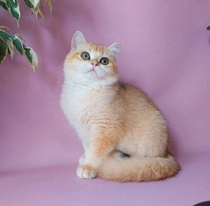 British Shorthair