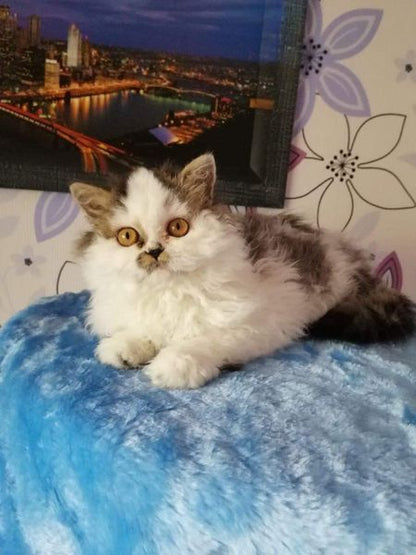 Selkirk Rex Longhair