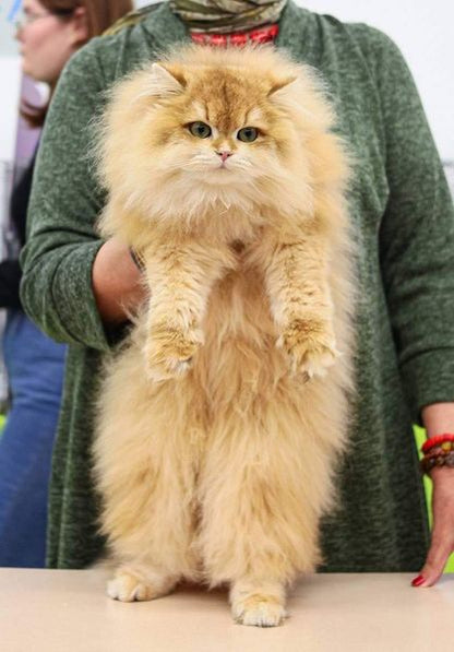 British Longhair