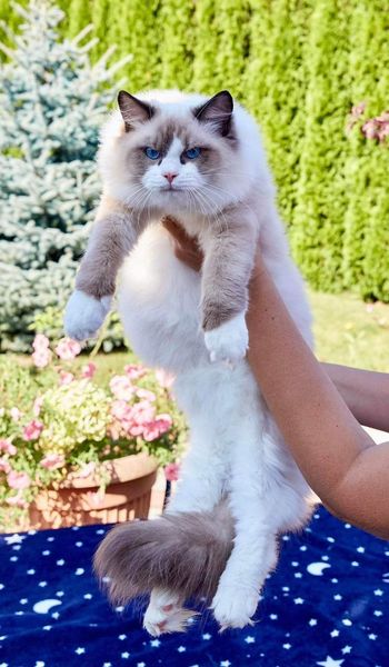 Ragdoll