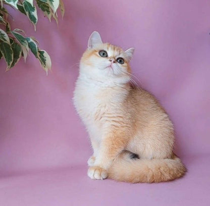 British Shorthair