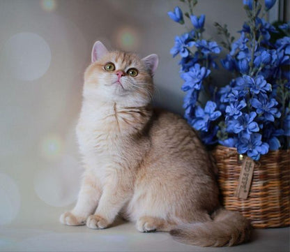 British Shorthair