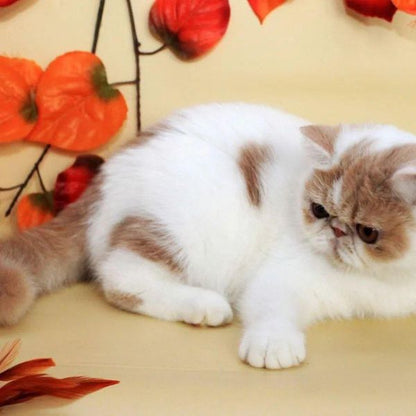 Exotic Shorthair