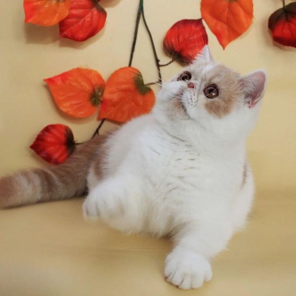 Exotic Shorthair