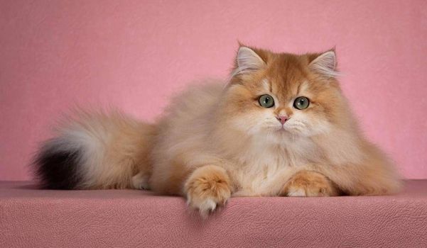 British Longhair