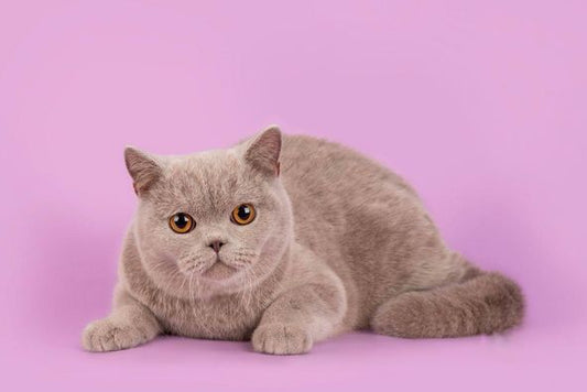 British Shorthair